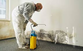 Why You Should Choose Our Mold Remediation Services in Basye, VA